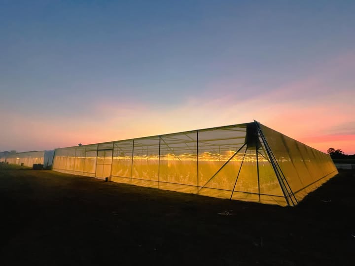2.5 Ha Dưa Lưới Tại Bắc Bình, Bình Thuận