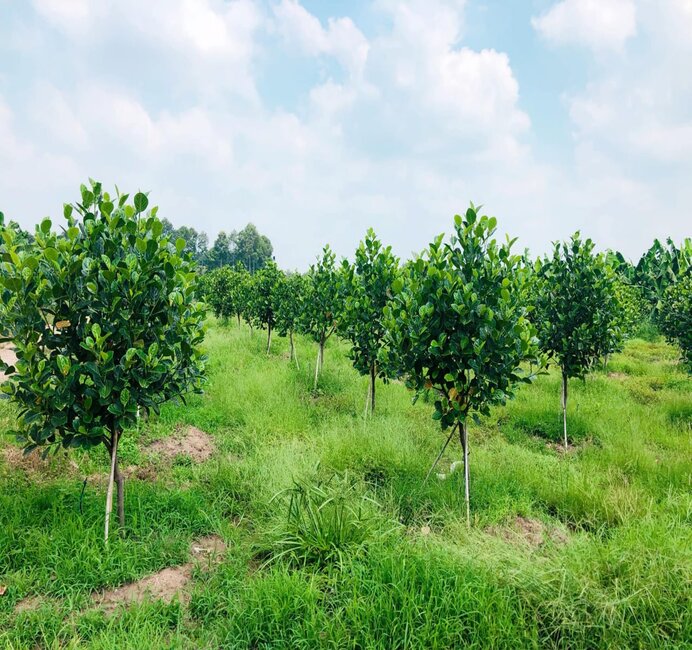 40 Ha Mít Tại Thuận Hòa, Bình Thuận