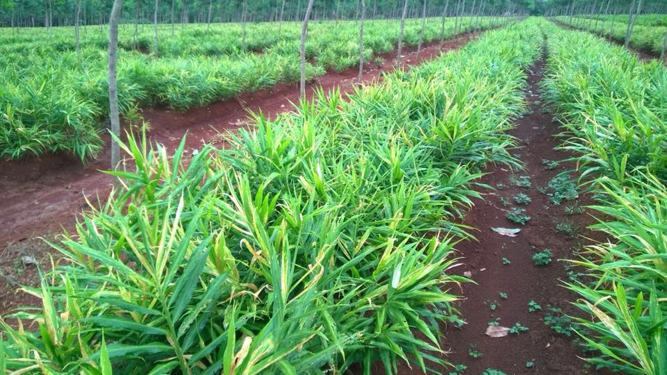 300 Ha Nghệ Tại Phước Long, Bình Phước